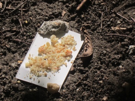 Pecan Sandy crumbs await devouring ants.
