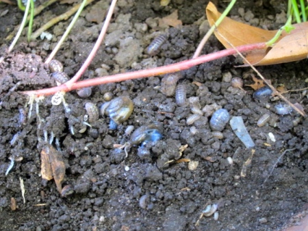 Roly polies and snails.