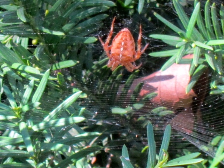 Orange spider in its web.