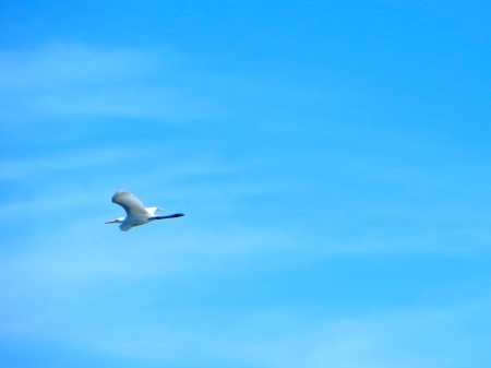 Great egret flies over Mecox Bay.