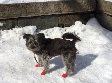 The red shoes: Dance, little dog, dance.